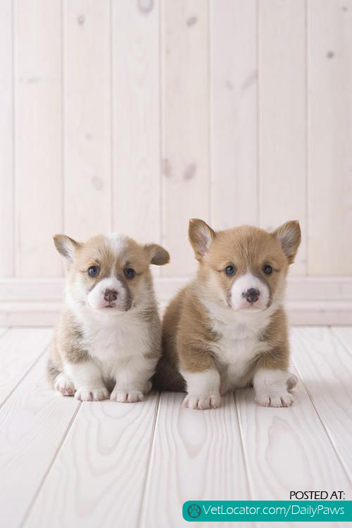 two corgi babies. oh my gee!