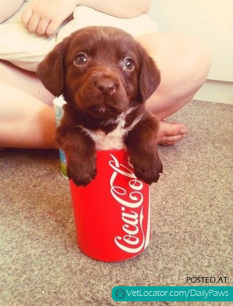 12 ounces of adorable