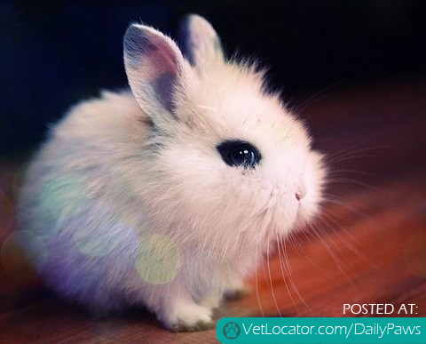 Adorably Cute Bunny