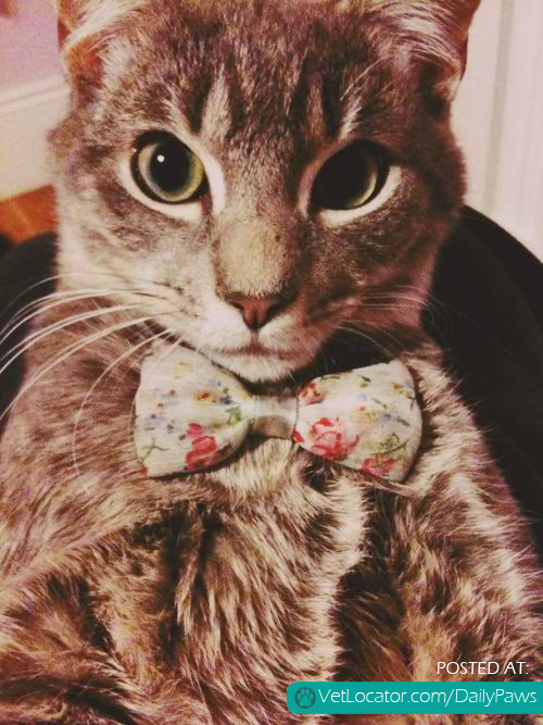 Bowtie Cat!