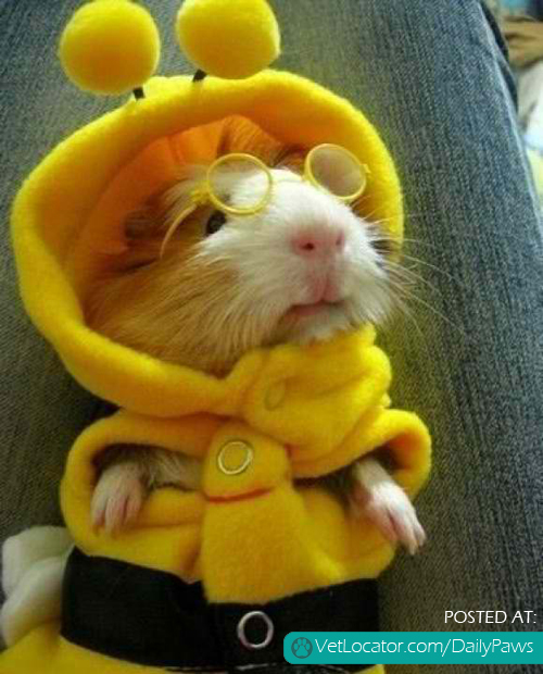 Guinea bee pig.