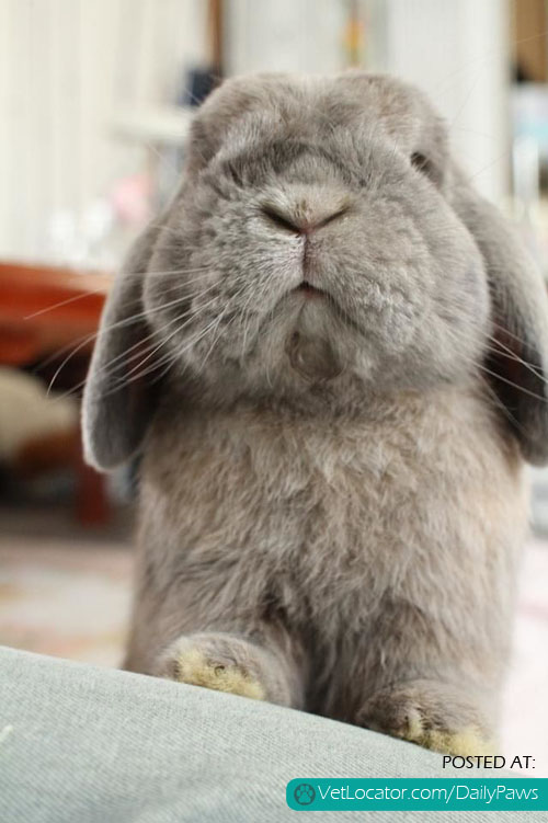 aodorable bunny