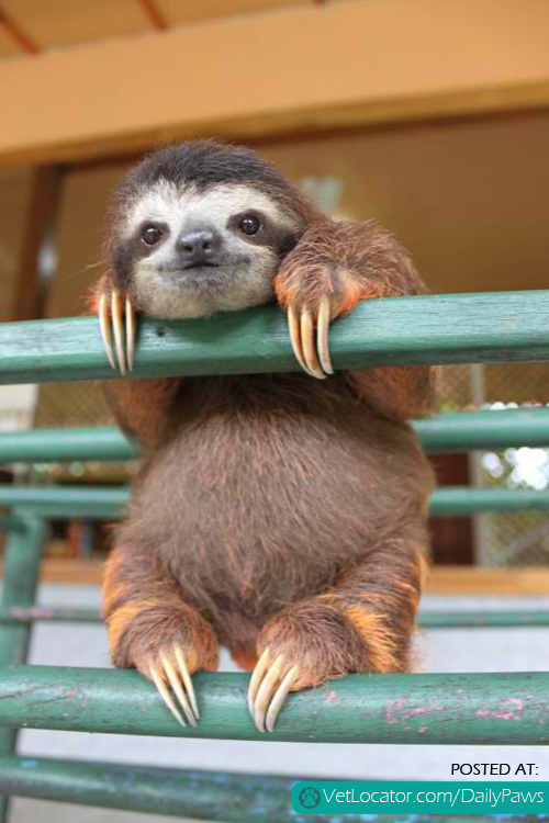 baby sloth