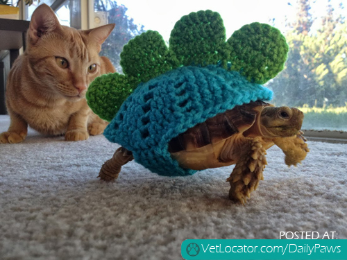 cat and jurassic tortoise