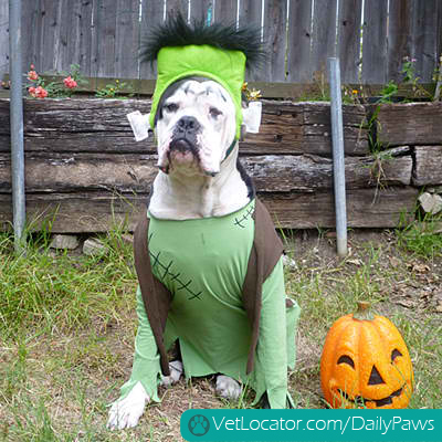 halloween-pet-parade-03