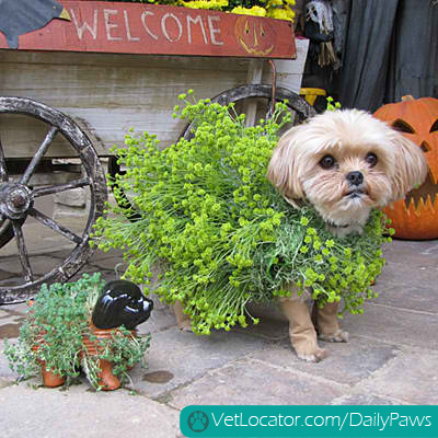 halloween-pet-parade-04