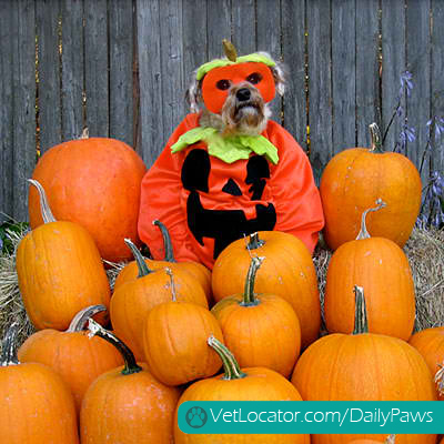 halloween-pet-parade-05