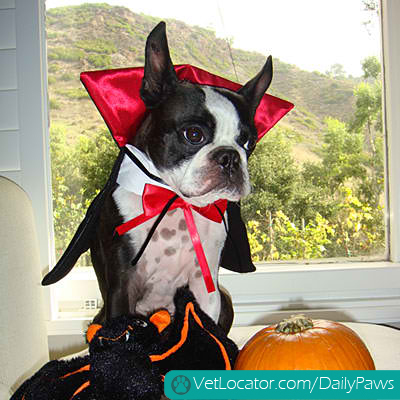 halloween-pet-parade-07