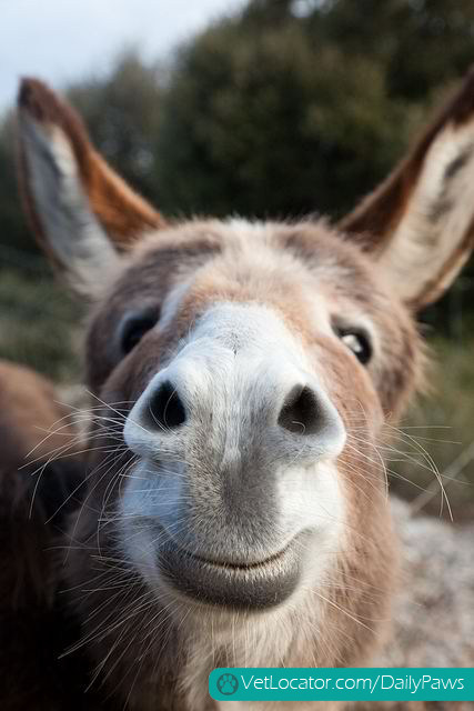 happy-donkey