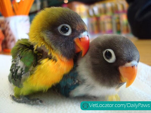Baby love birds