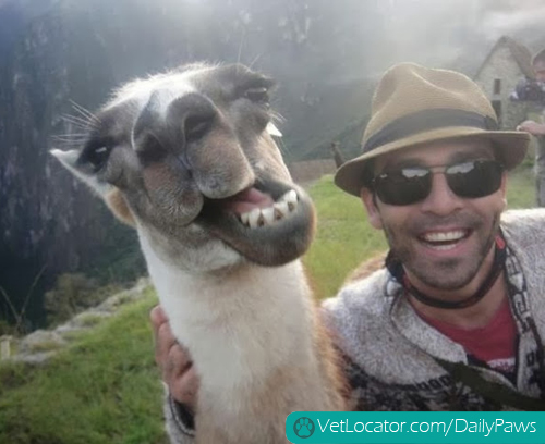 Funny-animals-human-selfies-01