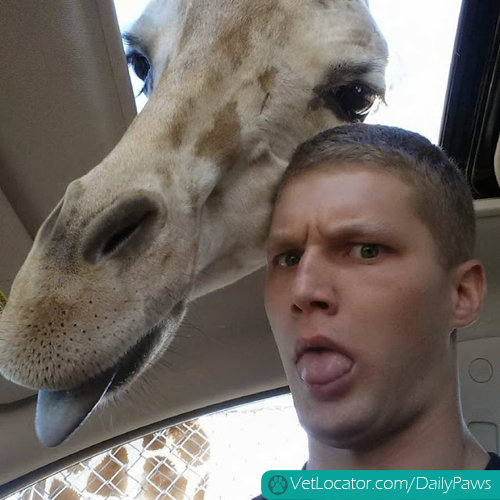 Funny-animals-human-selfies-08