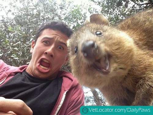 Funny-animals-human-selfies-09