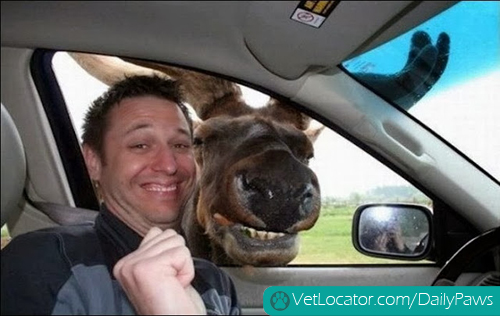 Funny-animals-human-selfies-15