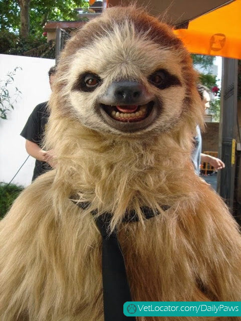 Photogenic Sloth