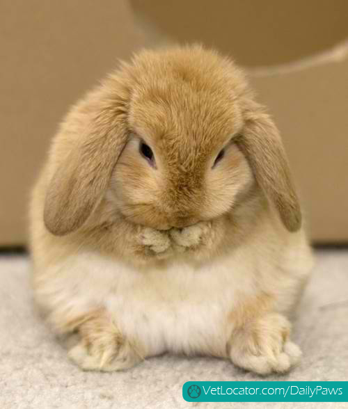 adorable bunny