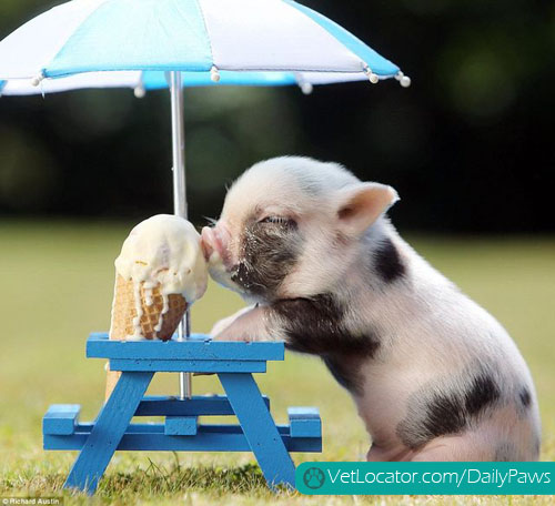 baby pig eating an ice cream cone