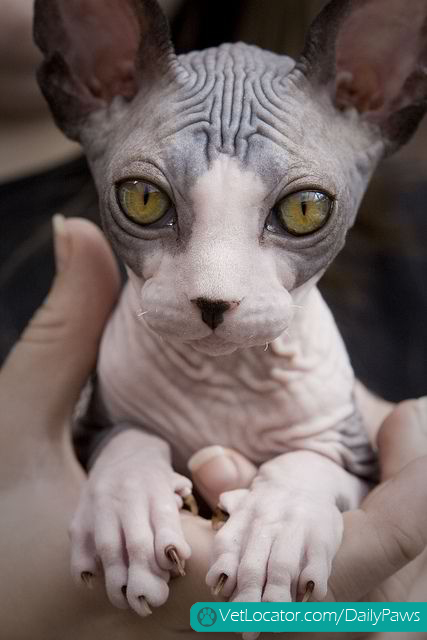 beautiful sphynx kitten