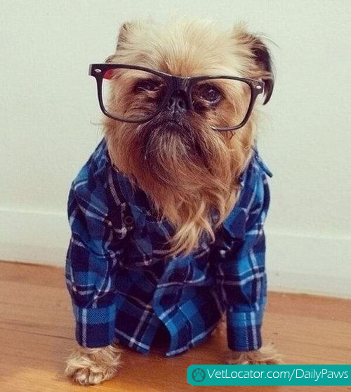 hipster dog