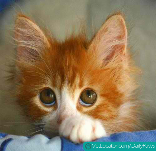 orange kitten