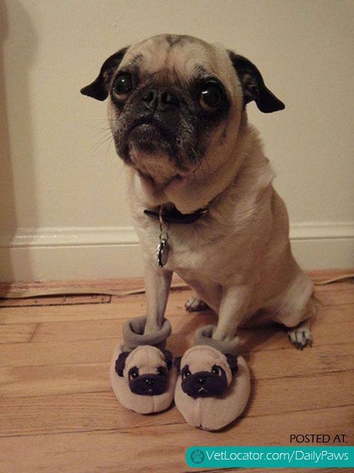 pugs-on-pugs