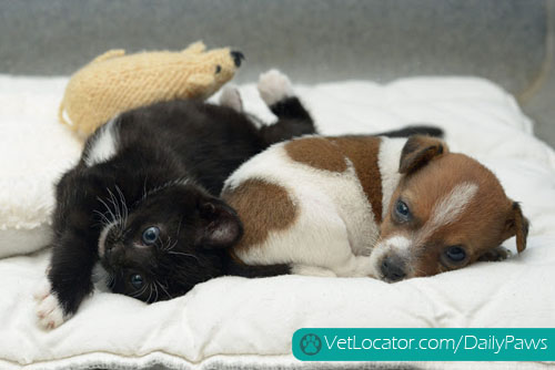 puppy-kitten-best-friends-02