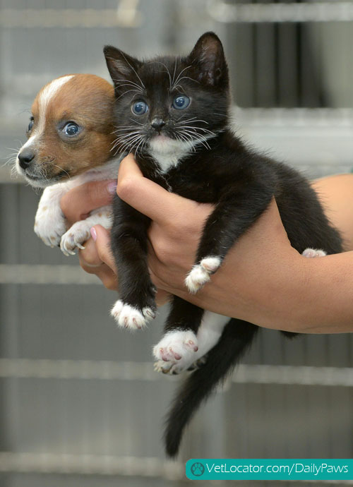 puppy-kitten-best-friends-04