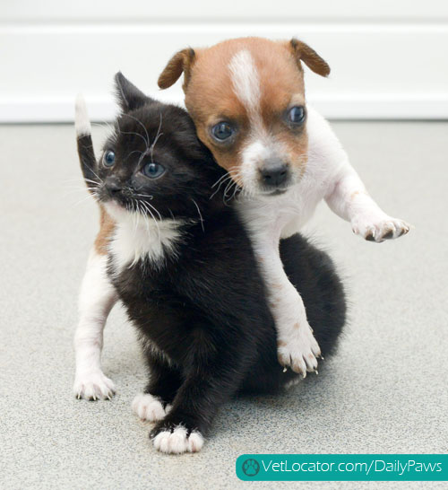 puppy-kitten-best-friends-06