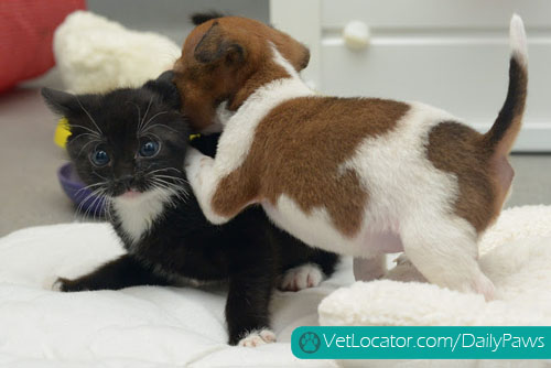 puppy-kitten-best-friends-10