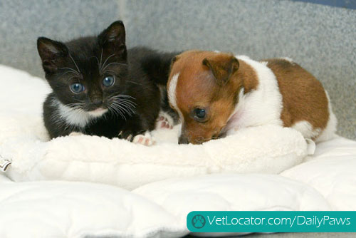 puppy-kitten-best-friends-11