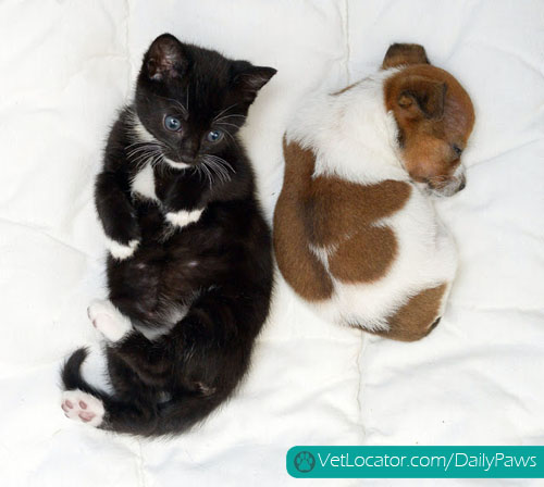 puppy-kitten-best-friends-12