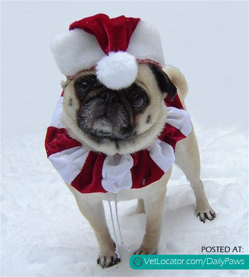 Christmas Santa Pug