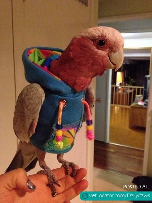 Parrot Fashion