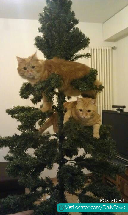 cat ornaments