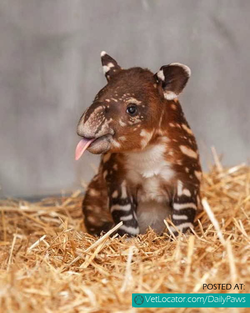 Baby tapir