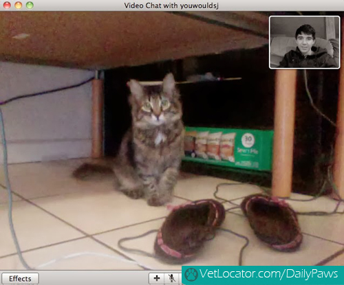 Cat-owner-video-chat-01