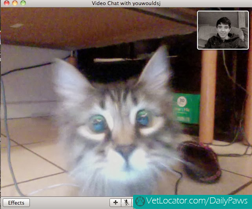 Cat-owner-video-chat-02