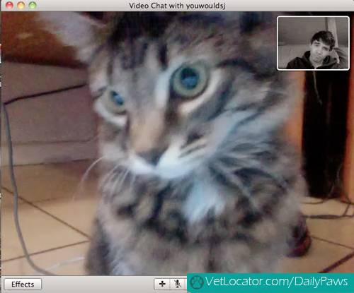 Cat-owner-video-chat-03