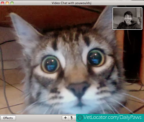 Cat-owner-video-chat-04