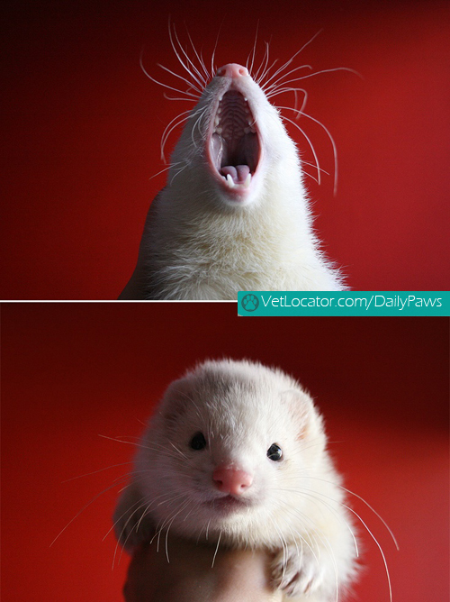 Ferret yawns