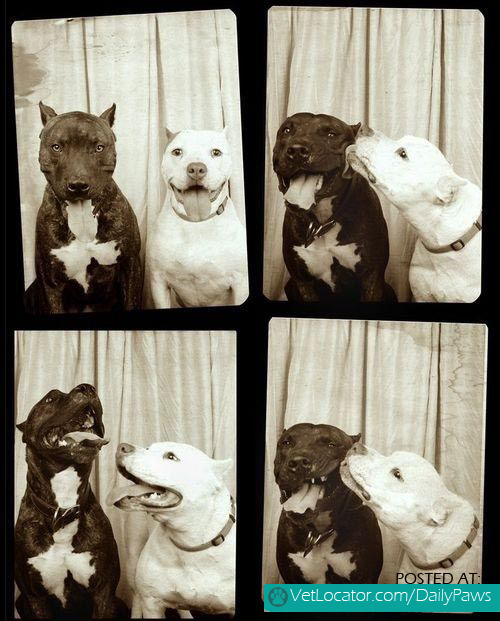 Pibble love in a photo booth