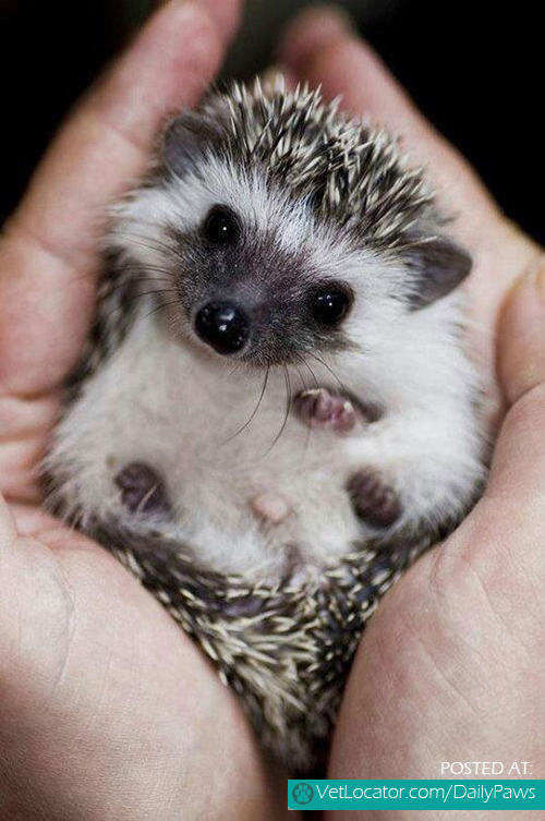 baby hedgehog