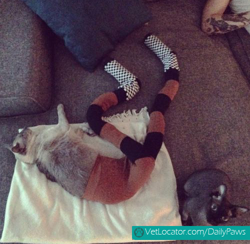 cats-in-tights-06