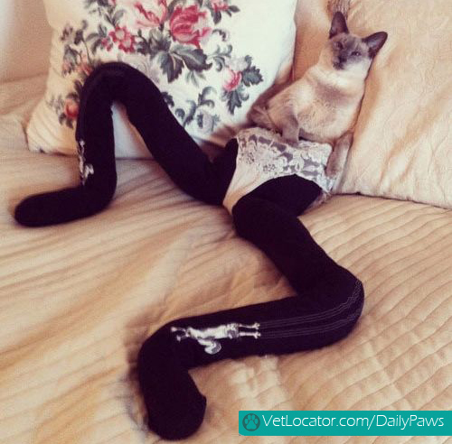 cats-in-tights-10