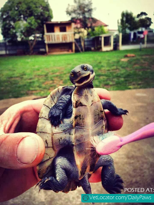 tickling-a-turtle