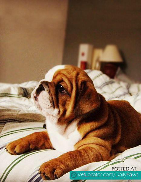 wrinkled cutie.