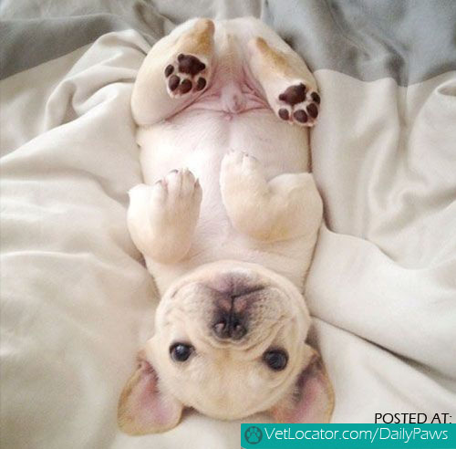 Adorable French Bulldog