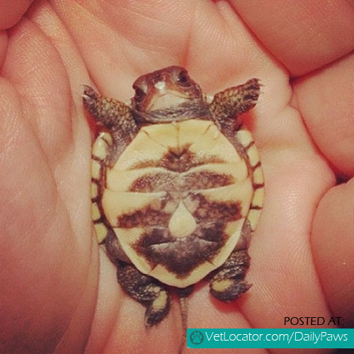Precious little turtle
