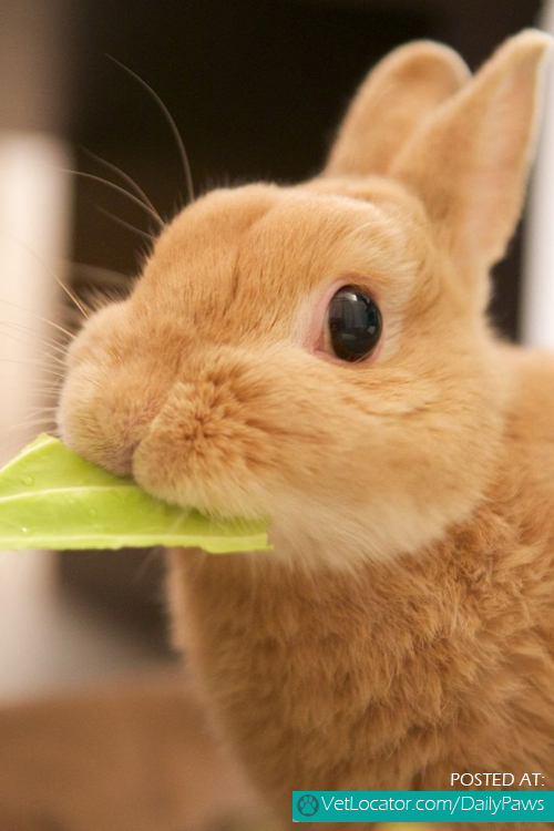 Rabbit eating cabbage