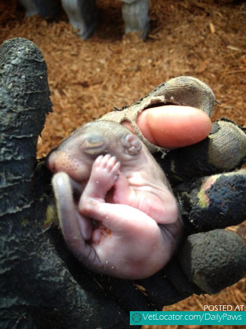 baby-squirrel-found-in-a-bag-of-mulch-01